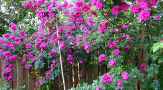 Hướng dẫn cách trồng cây hoa hồng leo đơn giản cho ra hoa nhiều nhất