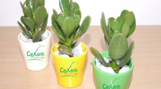 Loại cây có trong nhà sẽ mang lại tài lộc, sức khoẻ tiền vào như nước gia đình hoà thuận
