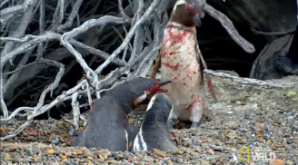 Về nhà thấy 'vợ' nằm với 'bồ', chim cánh cụt tử chiến đẫm máu