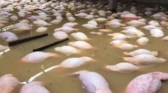 Thanh Hóa: Gần 4.000 con lợn chết nổi trắng trong nước lũ