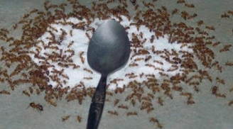 Bật mí bí kíp để trong nhà bạn không có con kiến nào mà không cần thuốc diệt