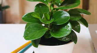 Loại cây này để trên bàn vừa đẹp vừa sinh tài lộc, gia đình hạnh phúc