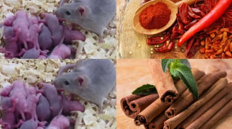 Chuột nhà bạn sẽ MỘT ĐI KHÔNG TRỞ VỀ chỉ bằng những nguyên liệu có sẵn trong bếp