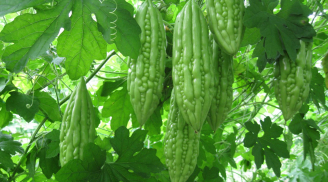 Mẹo chọn mướp đắng ( khổ qua) thơm ngon hấp dẫn an toàn cho ngày tết