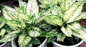 Cây ngọc ngân trong phong thủy