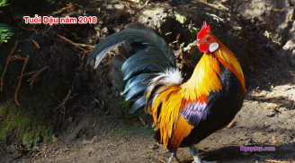 Người tuổi Dậu nên trồng cây gì trong năm 2018 để phát tài phát lộc