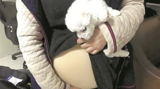 Vờ mang thai để mang chó cưng lên máy bay, cô gái trẻ đã bị lộ tẩy vì sơ suất này