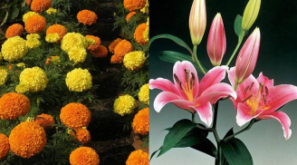 5 loại hoa tuyệt đối không bày trên ban thờ ngày Tết kẻo tán hết lộc