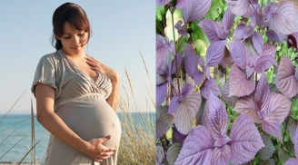 6 tác dụng tuyệt vời của lá tía tô với bà bầu