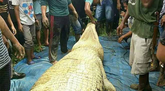 Mổ bụng cá sấu dài 6m, bất ngờ thấy tay và chân người