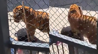 Hổ bất ngờ ăn thịt huấn luyện viên ngay tại vườn thú