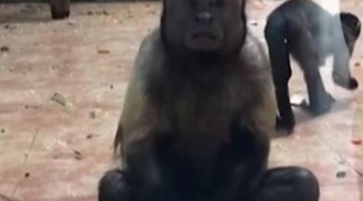 Chuyện lạ: Chú khỉ mặt giống hệt người khiến ai nhìn thấy cũng phải giật mình