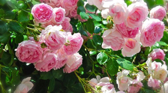 Cách trồng hoa hồng bằng phương pháp giâm cành đơn giản