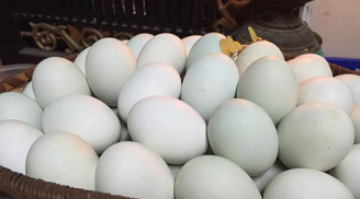 Bí quyết luyện vịt nuôi đẻ hai trứng trong một ngày