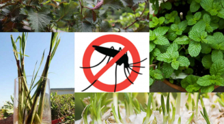 5 loại cây dễ trồng vừa làm gia vị vừa có tác dụng đuổi muỗi xuất sắc