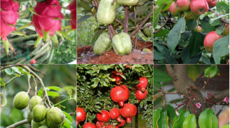 5 loại cây ăn quả dễ trồng từ hạt ngay tại vườn nhà