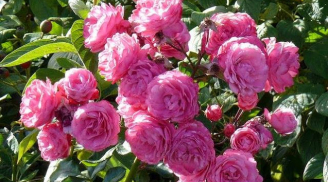 Ngắm vườn hoa hồng đẹp rực rỡ