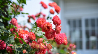 Những loại hoa hồng leo đẹp như vũ công nên có mặt trong vườn nhà bạn