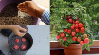 Cách trồng cà chua không cần hạt giống, cho ra quả sai trĩu