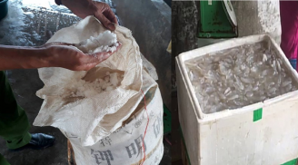 Nghệ An: Hàng tấn sứa bị ngâm chất bột trắng bị phát hiện