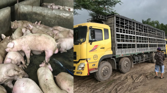 Phát hiện hàng trăm con lợn bị bơm nước trước khi đưa ra tiêu thụ