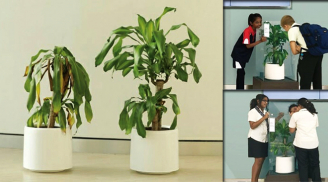 Thí nghiệm thú vị của IKEA yêu cầu mọi người “miệt thị” một cái cây và kết quả bất ngờ sau 30 ngày
