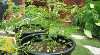 Cách trồng cây chùm ngây ngừa ung thư cực đơn giản tại nhà