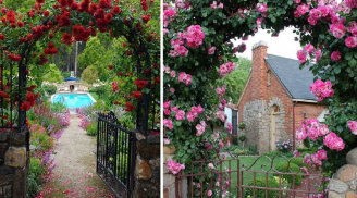 Ngắm những cách trang trí cổng nhà bằng hoa hồng leo tuyệt đẹp nhất
