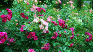 Mê mẩn với hàng rào hoa hồng dại đẹp tuyệt vời