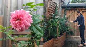 Công thức chăm sóc vườn hoa hồng của Ngọc nữ Tăng Thanh Hà