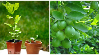 Mách bạn bị kíp trồng và chăm sóc cây chanh sai trĩu quả quanh năm