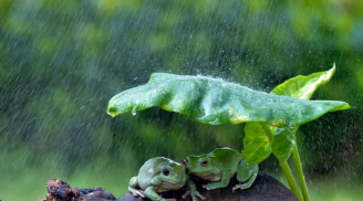 Bản tính của đời là thay đổi