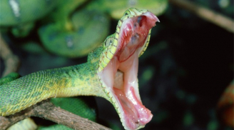 5 bí kíp sinh tồn có thể cứu sống bạn trong một ngày nào đó