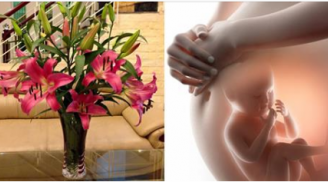 5 loài hoa dễ gây dị tật thai nhi bà bầu cần phải tránh xa