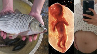 Ăn cá 'đúng chuẩn' này để hấp thụ chất 'vào con không vào mẹ', thai nhi tăng cân, thông minh bất chấp di truyền