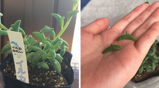 10 loại cây độc đáo ngỡ chỉ có ở thế giới cổ tích được cộng đồng mạng săn lùng