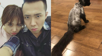 Trót dại cạo lông mèo cưng giá 3000 USD, Hari Won bị Trấn Thành “chửi tơi tả” trên mạng xã hội