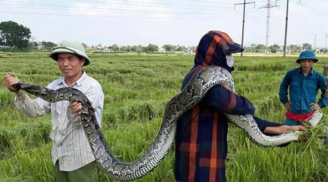 Bắt được trăn 'khủng' dài 2,5m ở Thanh Hóa, người dân hiếu kỳ 'ào ào' chạy đến chụp ảnh đăng mạng