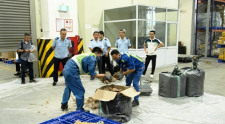 Hơn 1 tấn vảy tê tê, ngà voi từ Nigeria bị bắt giữ tại sân bay Nội Bài