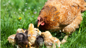 'Sao ngày nào mẹ cũng phải đẻ trứng?': Câu trả lời của gà mẹ và bài học sinh tồn đáng suy ngẫm