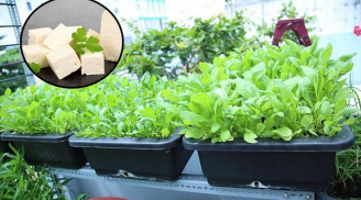 Bí kíp chăm cây lớn nhanh như thổi nhờ 1 thanh đậu phụ của bà mẹ Hà Nội khiến dân tình thán phục