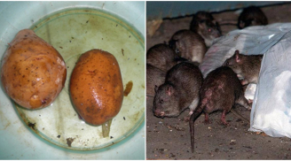 Lũ chuột trong nhà bạn sẽ biến mất chỉ sau 1 đêm với mẹo vặt từ 3 của khoai tây này
