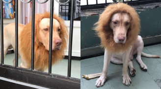 Chú chó cosplay sư tử khiến khách đến chơi nhà sợ 'xanh mặt'