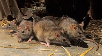 3 cách cực dễ để nhà không có bóng dáng con chuột nào mà chẳng cần tới thuốc