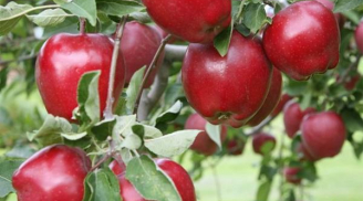 Mách bạn cách trồng cây Táo siêu lùn trong chậu đảm bảo cây sai trĩu quả thu hoạch mỏi tay
