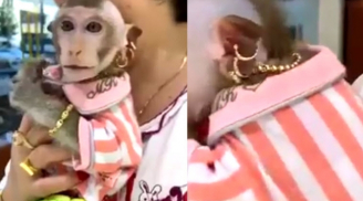 Phát sốt với chú khỉ 'quý tộc' đeo vàng từ đầu đến chân, chỉ thích ăn nho Mỹ