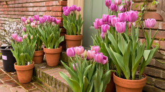 Trồng hoa tulip theo cách này chỉ cần NƯỚC là sống khỏe, 30 ngày sau hoa nở bung, chơi qua Tết vẫn tươi