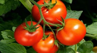 Người bán cà chua sẽ không bao giờ nói cho bạn biết: Vì sao nên chọn những quả cà chua không đều màu?