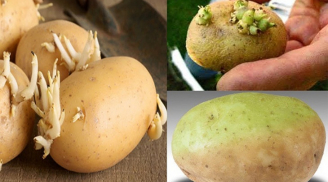 Cảnh báo: Ăn khoai tây mọc mầm, cẩn thận rước họa vào thân