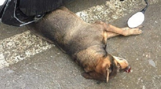 Chó 'điên' xông vào trung tâm thương mại cắn bị thương hàng chục người